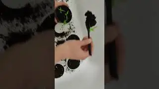 24 дня. Рассаживаем по отдельности