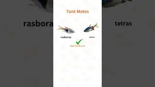 نگهداری ماهی بارب how to barb fish