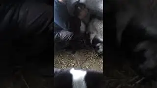 Коза с маленьким козленком