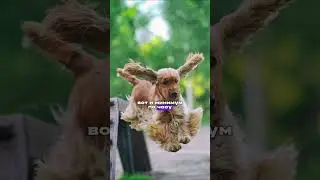 Интересные факты об Английском кокер-спаниеле 🐕 #собака #факты #кокер #животные #собаки