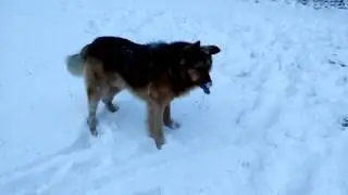Playing with my dog Hund
