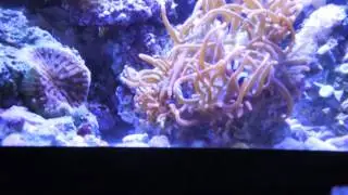 Clowns and RBTA