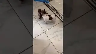Свои разборки.