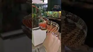 Самый большой выбор пантеровых хамелеонов в Санкт-Петербурге! #рептилии #хамелеоны #питомец