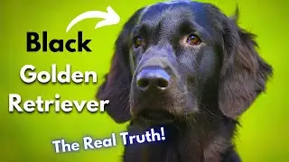 Mysterious Black Golden Retriever The Real Truth | The Ultimate Channel