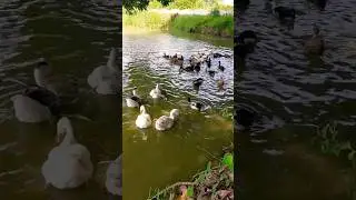 Ducks 🦆 In a pond #shorts #viral #latest #tranding #environment #nature #status #shorts #beauty #new