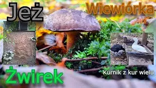 Sposób na błoto w kurniku 🪨 Pedicure dla kur🐔 i kaczek 🦆