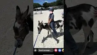 Horse abuse, Largo, FL. Act now! Lila Gendal Doyle overloaded mini pony, mini donkey, whipped Digby