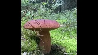 За белыми !