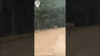 Самка изюбря.