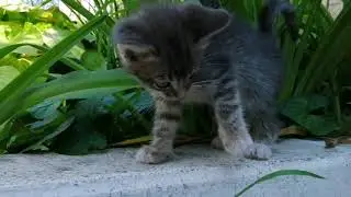 Что делают котята когда не кого нет