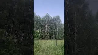 Как поют совы?