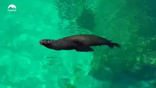 Geniş gözleri, dikenli sırt pullarıyla Deniz İguanası'nın doğal yaşam alanı Galapagos, habitat'ta!