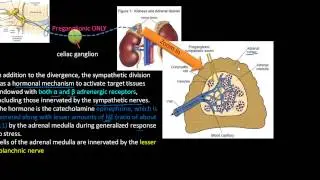 Sympathetic Division of the Autonomic Nervous System (ANS) Anatomy and Physiology, Horner Syndrome