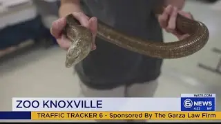 Zoo Knoxville: The difference between legless lizards and snakes