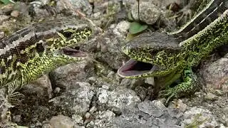 Plazia sa Slovenskom - 4. diel jašterica krátkohlavá – Lacerta agilis
