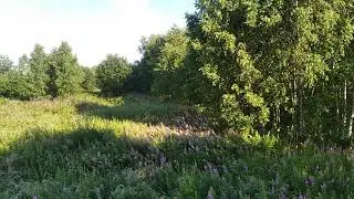 Море кипрея или кипрейное море?