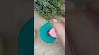Гардения