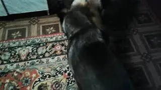 Кузя и Муша . Бой за ценную верёвочку.