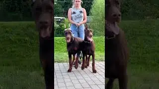#doberman