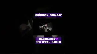 #парадеевич #хозяева #твич