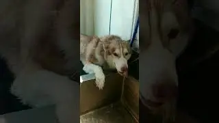 Ang bait ng Bata#blower #doglover #shortvideo #bunso