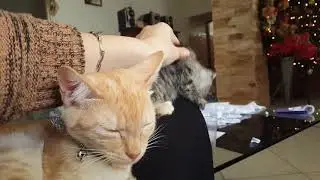 Update on Mia & New Little Kitty On Christmas
