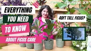 The Ultimate Ficus Care Guide // Ficus 101 //  Rubber Plant Care Guide