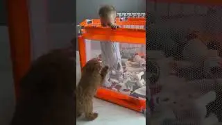 Собака спасает малыша 😂 