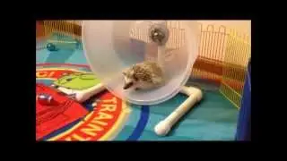 Hedgehog wheelin'!