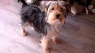 MY ANGEL ON THE MOON - My sweet dog