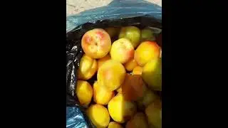 Kuchkak PISHGAN URIK 2021 ПИШГАН УРИК