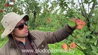 Яблоня сорт РАНЕТ ЛЕТНИЙ (РАНЕТКА, КОРОБОВКА, МЕДУНИЧКА).