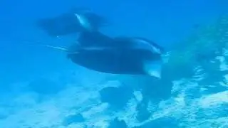 Manta at Maldives again