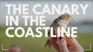 What this tiny, rare sparrow can tell us about climate change