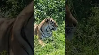 Грозный хищник против мух. ПАРК ЗЕМЛЯ ПРАЙДА🌿#животные #zoo