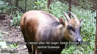 A female anoa named Wani | Anoa (Bubalus depressicornis)