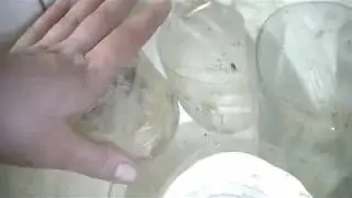 Убой и разделка перепелов легко и просто!