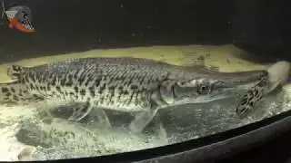 Крокодил в аквариуме? ПАНЦИРНАЯ ЩУКА LEPISOSTEUS OCULATUS в аквариуме!