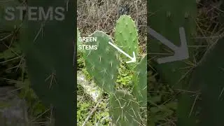 "Cactus" A plant without Leaf #cbse10Biology