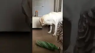 Подстава