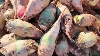 копаю буряк який вродив