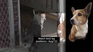 Loving Wobbly Mrs. Wiggles with Degenerative Myelopathy