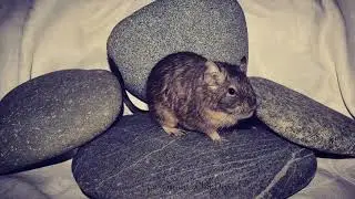 Звуки дегу, часть 2
