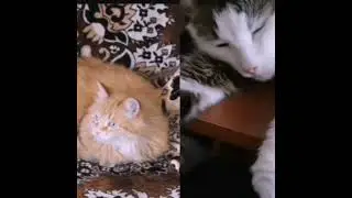 Кошки 