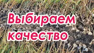 Уборка озимого чеснока.Что выбрать:количество или качество?Сроки уборки.Условия хранения.