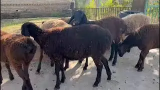 Эн арзан АЛТЫН АРАШАН КОЗУ КОЧКОРЛОР САТЫЛАТ