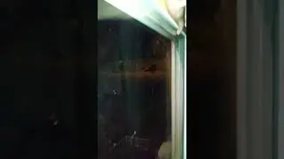 Bear Attacks Trash Can