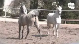Hippoland