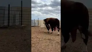 большой бык в Дагестане
